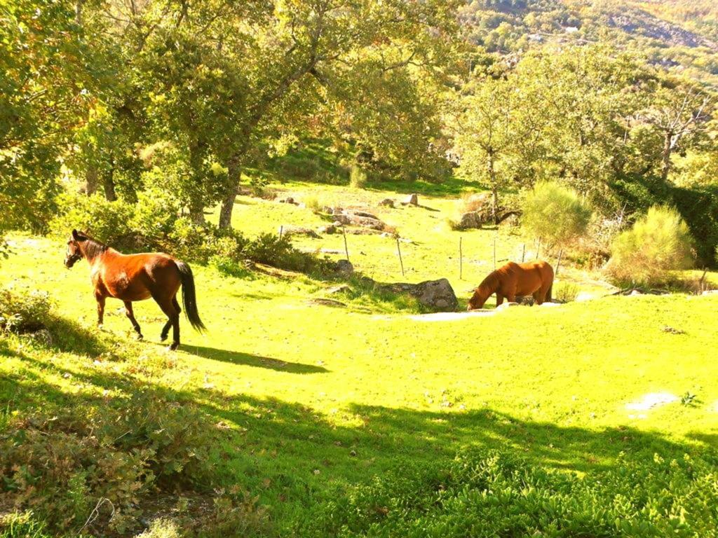 Quinta Do Marvao Guest House Ruang foto