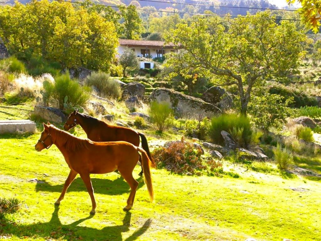 Quinta Do Marvao Guest House Ruang foto